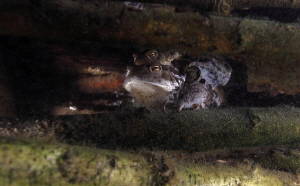 Series of frogs by Veronika Matějková 